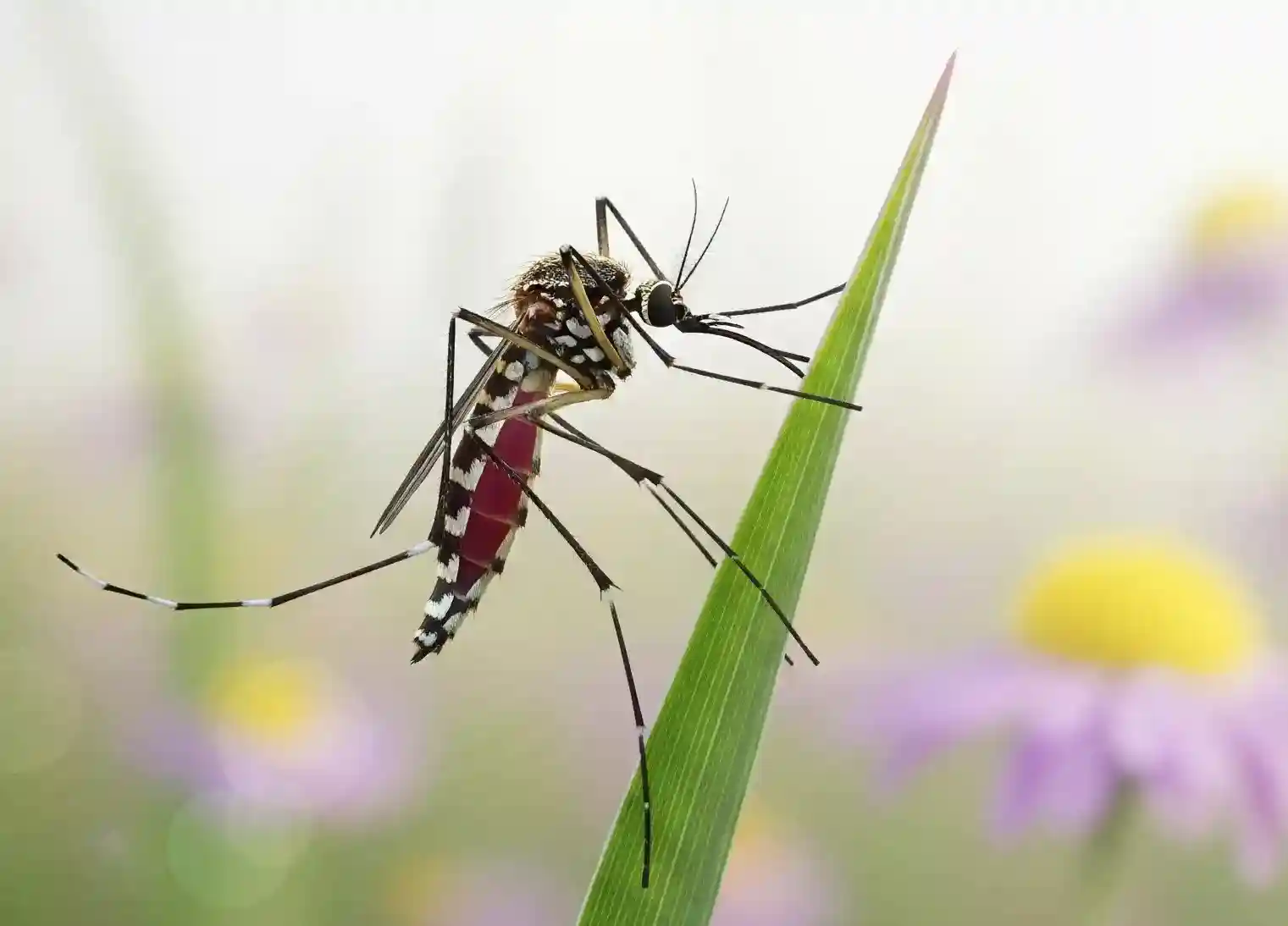איך להרחיק יתושים בקלות